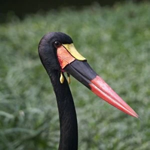 Saddle-billed Stork - Close up of head The tallest African stork found in Subsaharan Africa