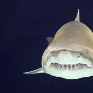 Sand Tiger Shark / Sand Shark / Grey nurse shark / Ragged-tooth shark some disagreement over classification. _DSC1019