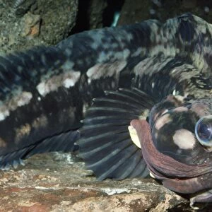 Sarcastic Fringehead Fish Monterey Bay, California, USA