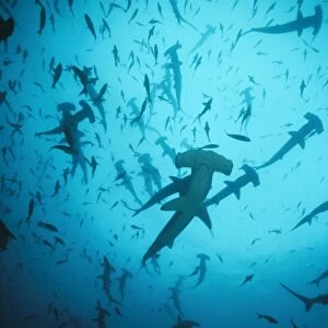Scalloped Hammerhead Shark - group / school Cocos Island, Costa Rica