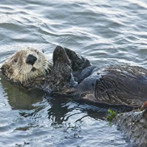 Sea Otter - playing and relaxing in the sea off southern California