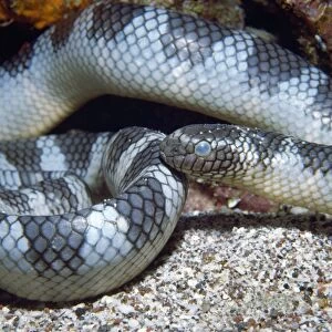Sea Snake - about to shed skin, venomous Indonesia