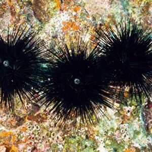 Sea urchins (Echinothrix diadema). Richelieu Rock, Andaman Sea, Thailand