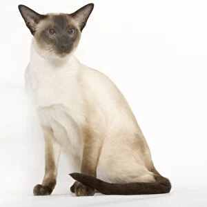 Seal Point Siamese Cat - sitting