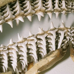 Shark Teeth & Jaws