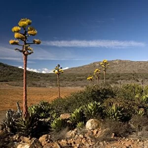 Shaw's Agave, growing in the desert of north-west Baja California