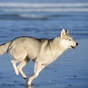 Siberian Husky Dog Running along beach