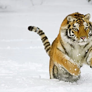 Siberian Tiger / Amur Tiger - in winter snow. C3A2373