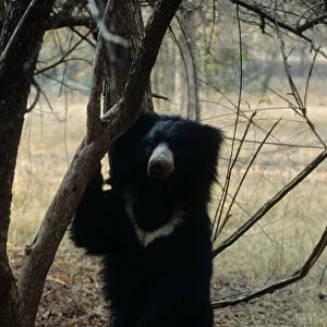Sloth Bear Ranthambhor National Park, India