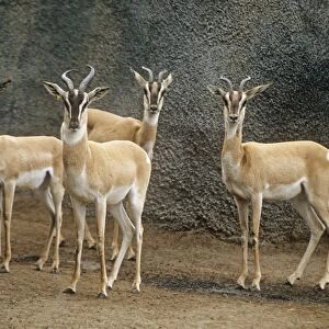 Soemmering's Gazelle formerly Gazella soemmerringii