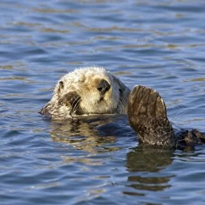 Southern Sea Otter - Sleeping -Monterey Bay - CA