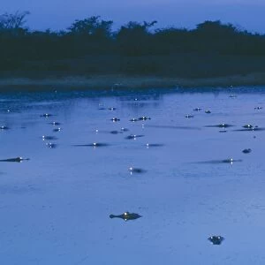 Spectacled Caiman - In water at night, with eyes shining. Llanos, Venezuela, South America