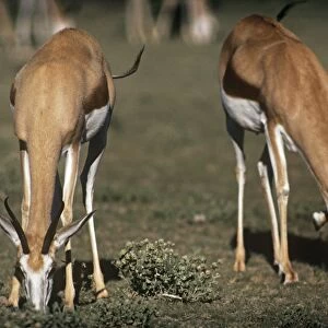 Springbok - female & male grazing Etosha National Park, Namibia, Africa