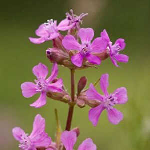 Sticky catchfly (Lychnis viscaria); very rare in UK, also grown and gardens. Sweden
