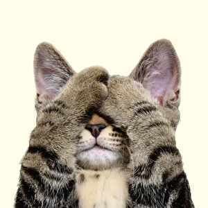 Tabby cat covering eyes with paws