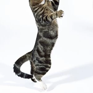 Tabby Cat - on hind legs playing