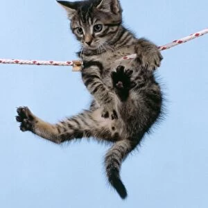 Tabby Cat Kitten hanging from washing line