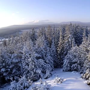 Taiga-forest and a view to Denezhkin Kamen mountain (1492m) from outskirts of Vsevolodo-Blagodatskoye village; one of the highest peaks of North Ural Mountains, typical for Urals, Russia; midwinter, December