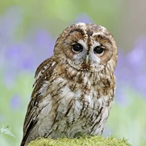 Tawny Owl - in bluebell wood - Bedfordshire - UK 007123