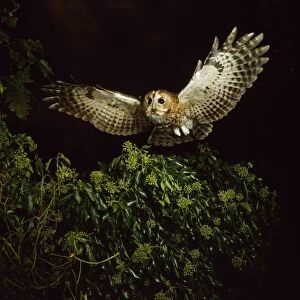 Tawny Owl - in flight