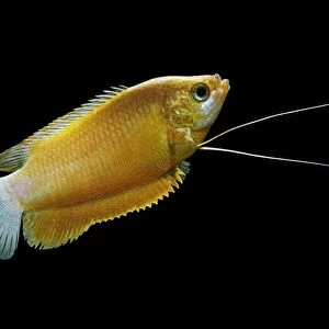 Thick lipped gourami (orange) – male side view black background tropical freshwater Asia 002068