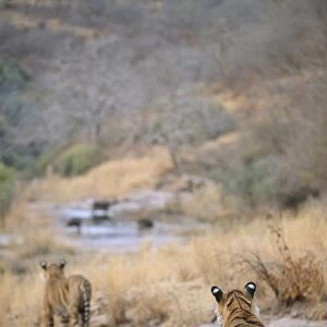 Tiger CB 62 Tigers stalking prey Panthera tigris © Chris Brunskill / ARDEA LONDON