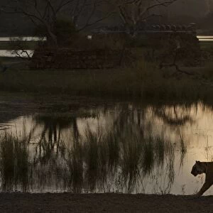 Tiger by Padam Talao at sunset - Ranthambhore