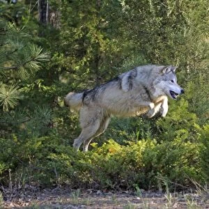 Timber / Grey Wolf - jumping. Minnesota - USA