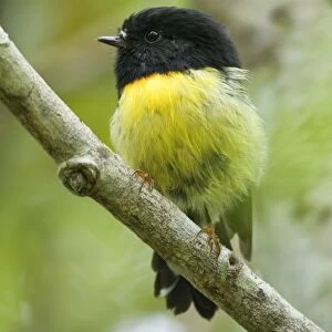 Tomtit sitting on a branch in temperate rainforest Westland National Park, West Coast, South Island, New Zealand