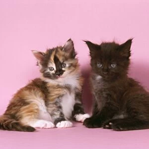 Tortoiseshell & Black Maine Coon Cats - x2 kittens
