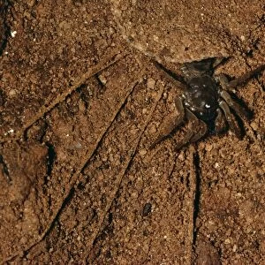 Trap-door Spider - in cave Malaysia