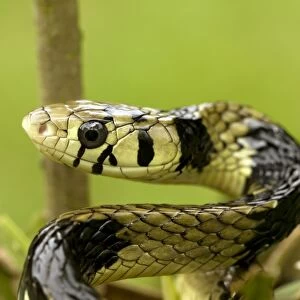 Tropical Rat Snake - tropical rainforest - Costa Rica