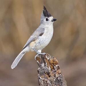 Tufted / Black-crested / Mexican Titmouse. South Texas