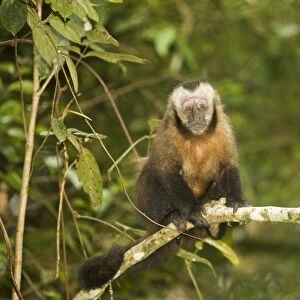 Tufted / Brown / Black-capped Capuchin - in tree. Manu National Park - Peru