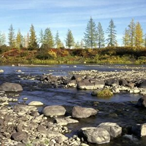 A typical small river in semi-tundra in autumn, near Dudinka, Siberia, Russia. Yellow Siberian Larch trees, red leaves of Arctic (Dwarf) Birch and Blueberry bush make the colours. September. Di32. 1218