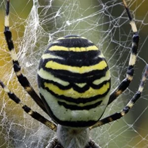 Wasp Spider - female in web, Hessen, Germany