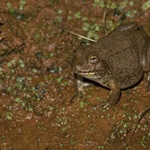 Water-holding Frog This species is specially adapted to live in Australian desert regions. Most of their year is spent underground as they burrow into soil to protect themselves from the heat