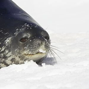 Weddel Seal Leptonychotes weddellii Half Moon Island Antarctica MA001446