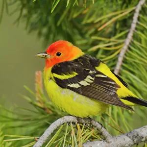Tanagers Related Images