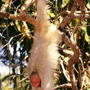 White Uakari Monkey Hanging from branch with short tail visible Amazonia, Brazil, South America