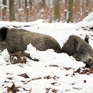 Wild Boar - 2 animals resting in self-made nest, in snow, Lower Saxony, Germany