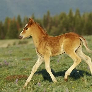 Wild Horse - Colt in meadow amongst wildflowers Summer Western USA WH157