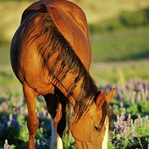 Wild Horse - Mare grazes among lupine wildflowers Summer Western USA WH416