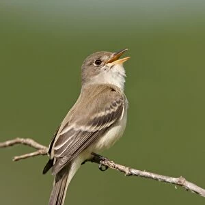 Willow Flycatcher - singing - June - CT - USA