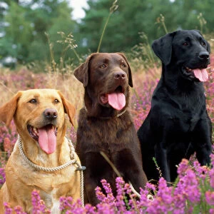 Yellow Chocolate & Black Labrador Dogs