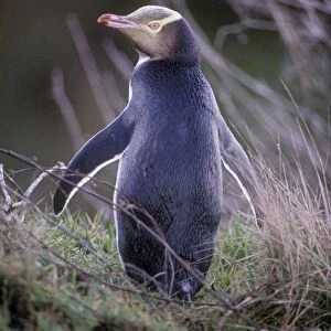 Yellow-eyed Penguin - New Zealand