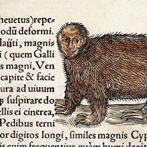 1560 Gesner man faced tree sloth