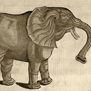 1607 Elephant by Topsell age toned