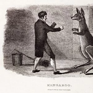 1806 Boxing Australian kangaroo in zoo
