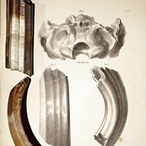 1838 Toxodon teeth from Darwin b